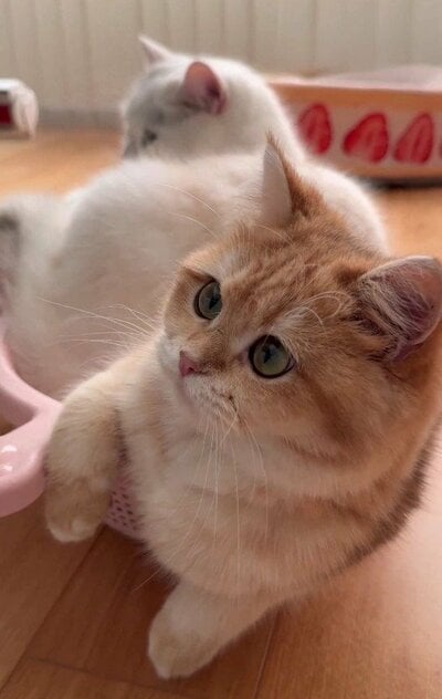 かごから「あふれる」ひめちゃん（手前）とももくん（奥）