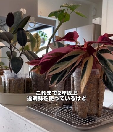 投稿の画像