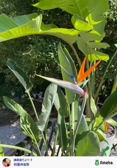 假屋崎省吾のAmebaブログ投稿