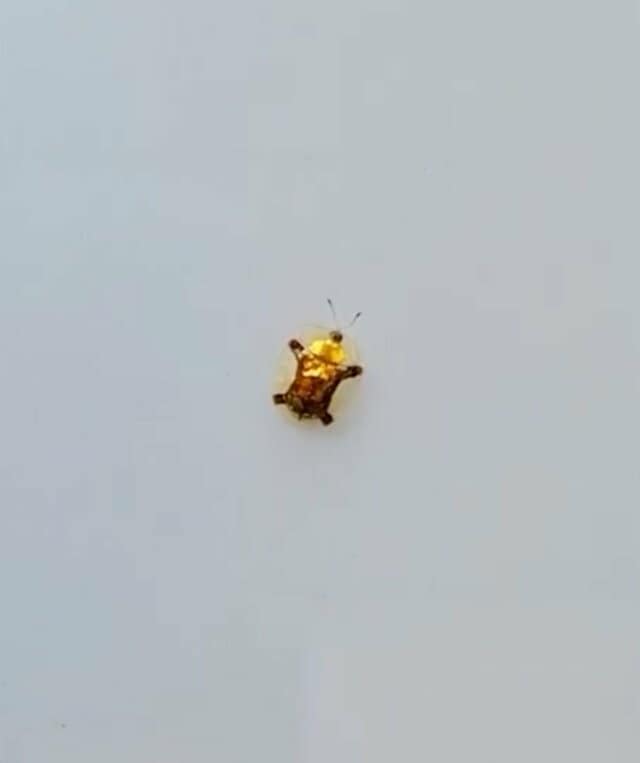 【初めて見た】自動車の上で目撃された「キラキラした金色の虫」 独特なフォルムに「可愛くてキレイ」