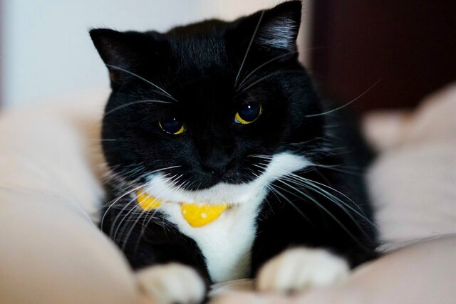 【すやすや猫さん】寝るまでの一連の流れがかわいすぎる…　「睡魔には勝てないよね」
