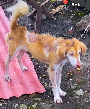 【動物レスキュー】鎖に繋がれた『やせ細った犬2匹』を救出　深刻な状態から回復を遂げた姿に感動