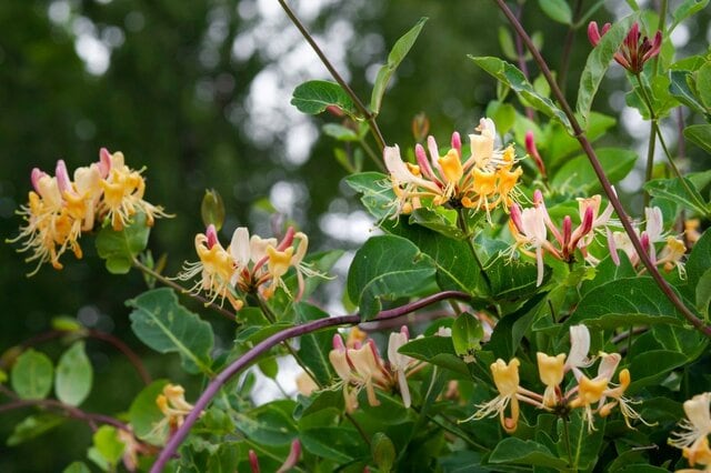 【ガーデニング】切り花でも楽しめる《香り豊かな夏の花》おすすめ7選