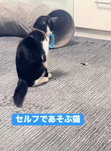おもちゃで遊ぶ「保護猫」→予想外の行動に…「遊び方アップデートされてる！」と猫好きも感心