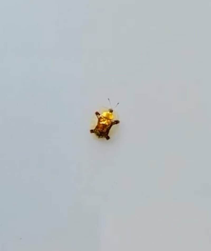 【初めて見た】自動車の上で目撃された「キラキラした金色の虫」 独特なフォルムに「可愛くてキレイ」