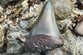 沖縄の海岸で発見された「巨大サメの歯」　三角状の化石に「いい質感」