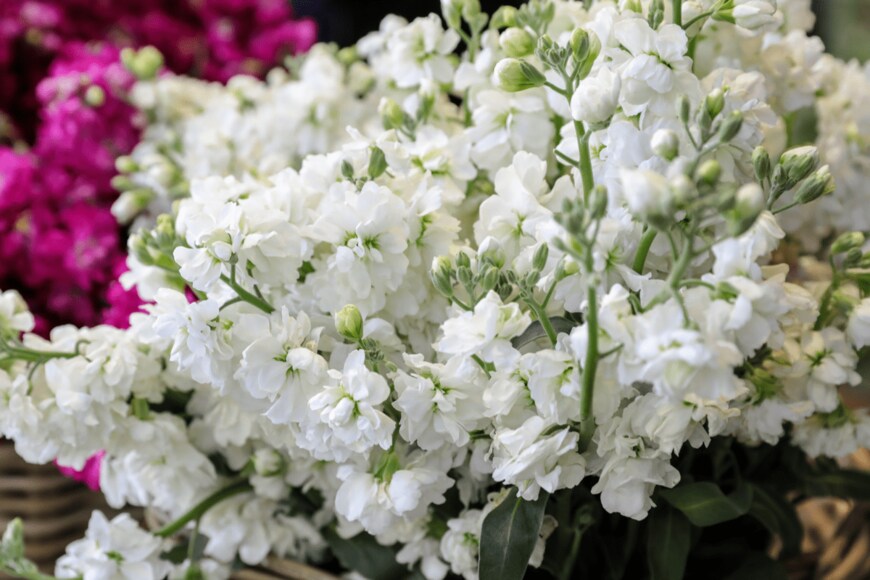 Victoria Kurylo/shutterstock.com