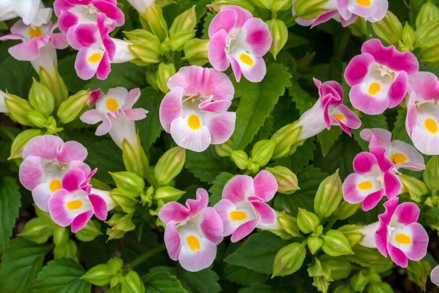 Orthosie/istockphoto.com