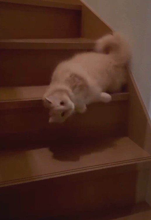 出所：@NEKOLAND13