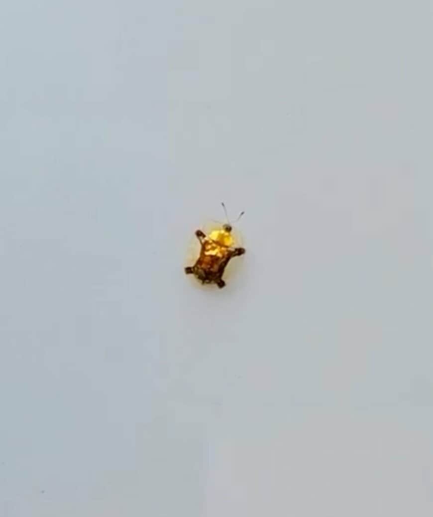 【初めて見た】自動車の上で目撃された「キラキラした金色の虫」　独特なフォルムに「可愛くてキレイ」
