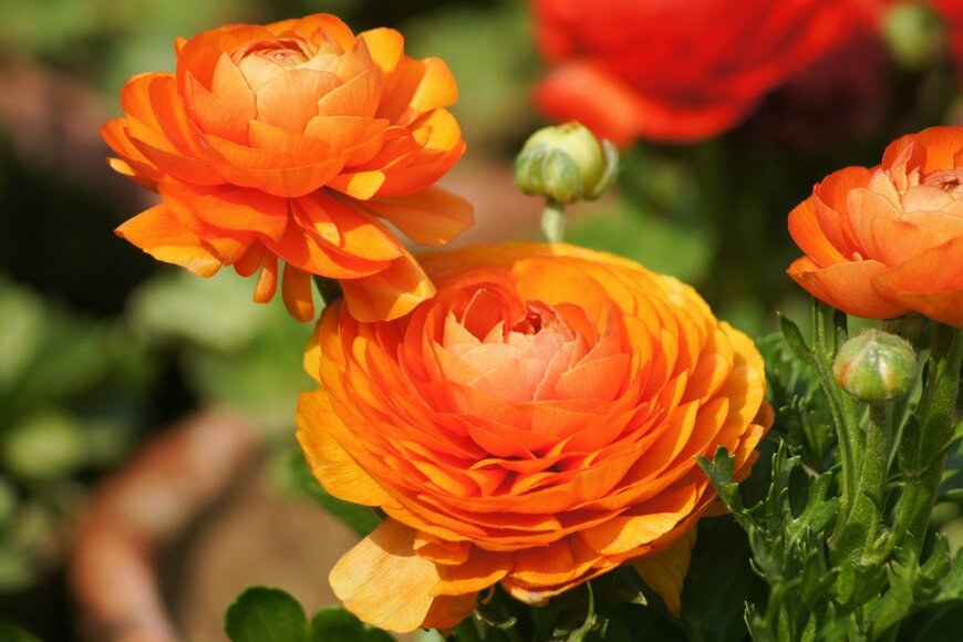 Bilal Hafeez3249/Shutterstock.com