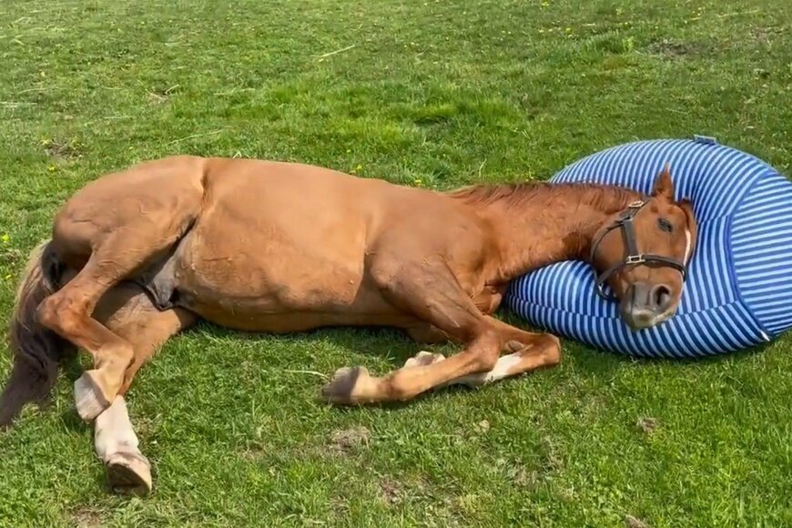 出所：Yogiboヴェルサイユリゾートファームツイッターアカウント 