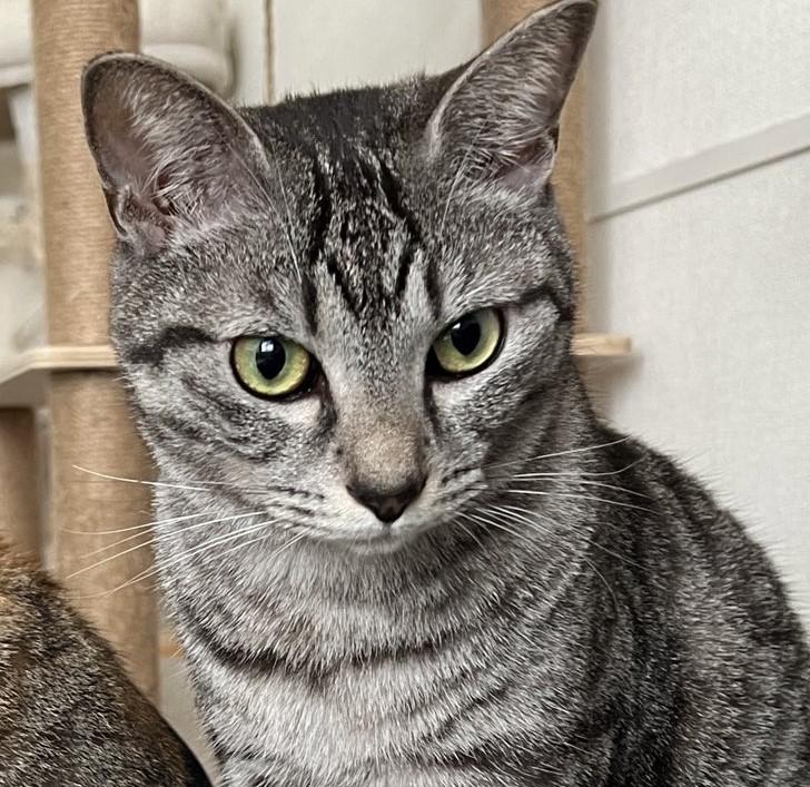 出所：@totomaru_hanmi