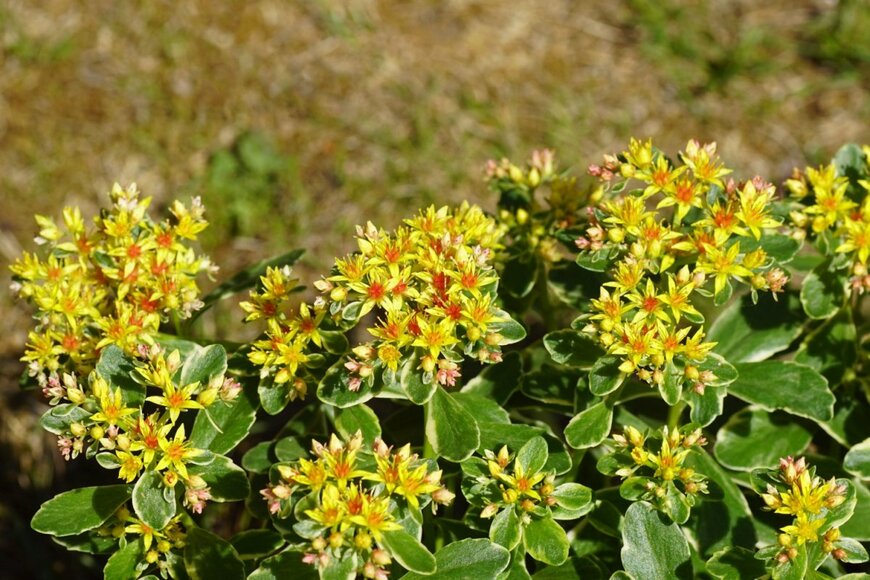 【多肉ガーデニング】小さな花を咲かせる多肉植物3選。寄せ植えにしたらまるで宝石箱！