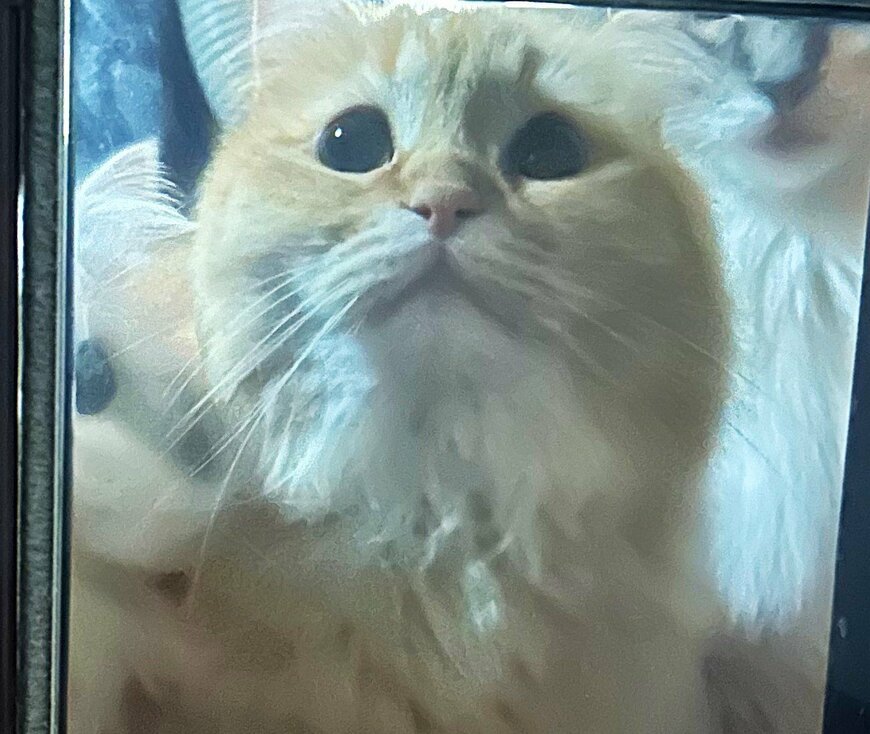 出所：@NEKOLAND13