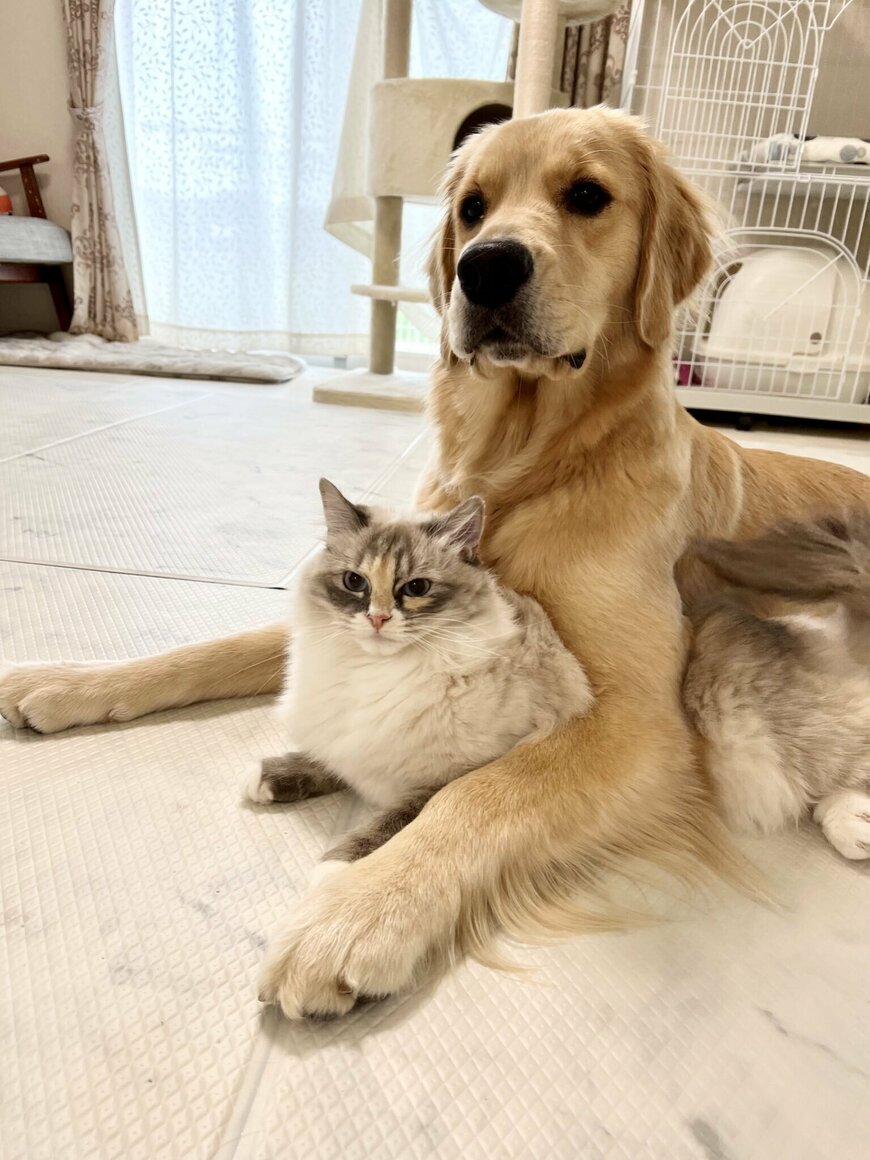 出所：@pu_channeldesu