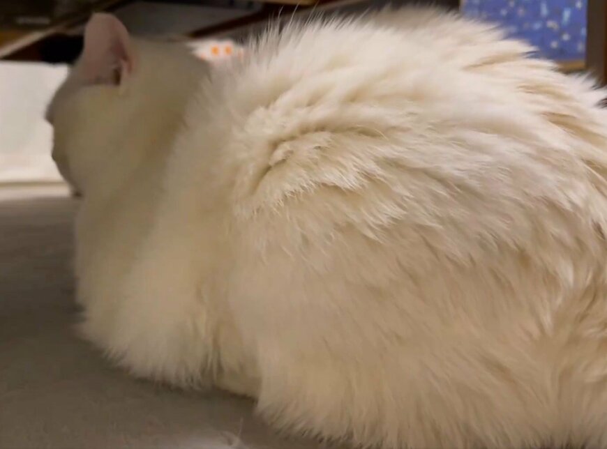 出所：＠wataneko_tsuki