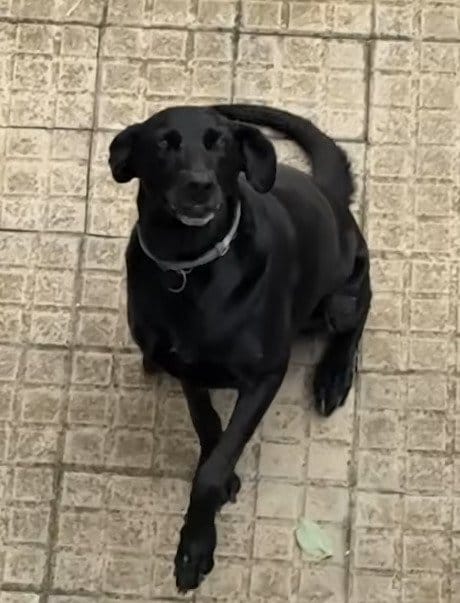 飼い主の重病で行き場を失った「9年間愛された犬」 引き取り先が見つからず安楽死寸前で無事に保護