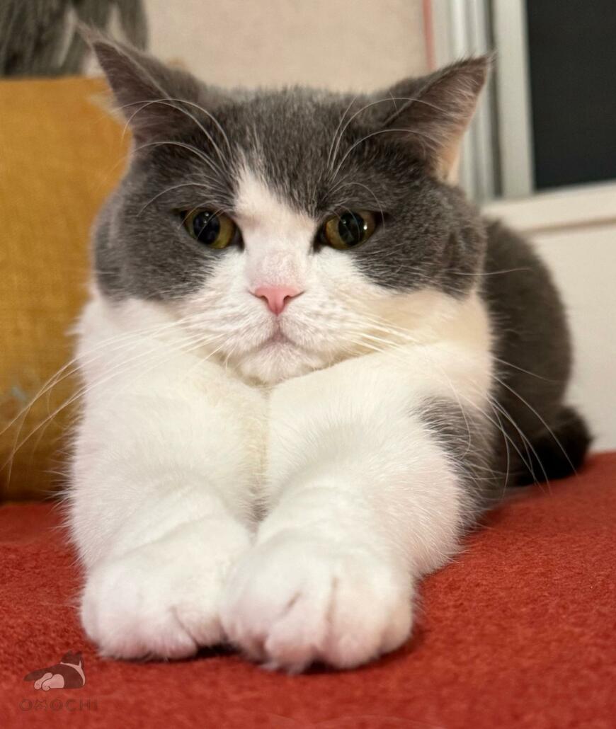 出所：@omochiomoching