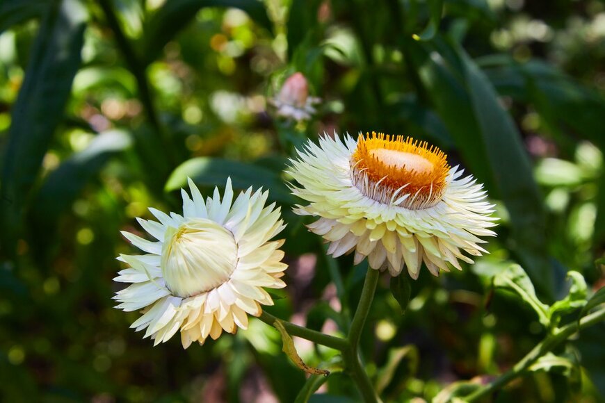 krolya25/Shutterstock.com