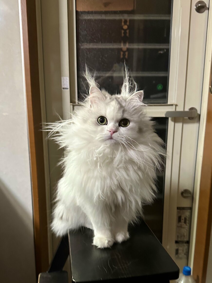 出所：@NEKOLAND13