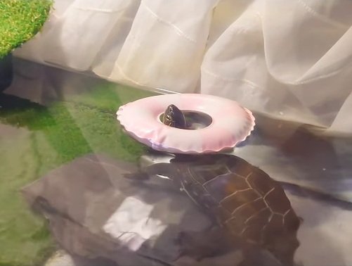 出所：＠kusa.kame.gunso