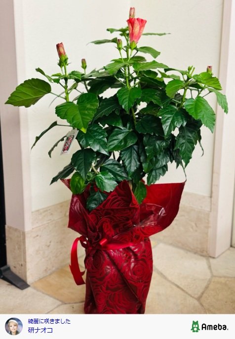 出所：研ナオコのAmebaブログ　参照日：2025年7月15日