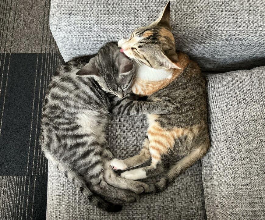 出所：@totomaru_hanmi