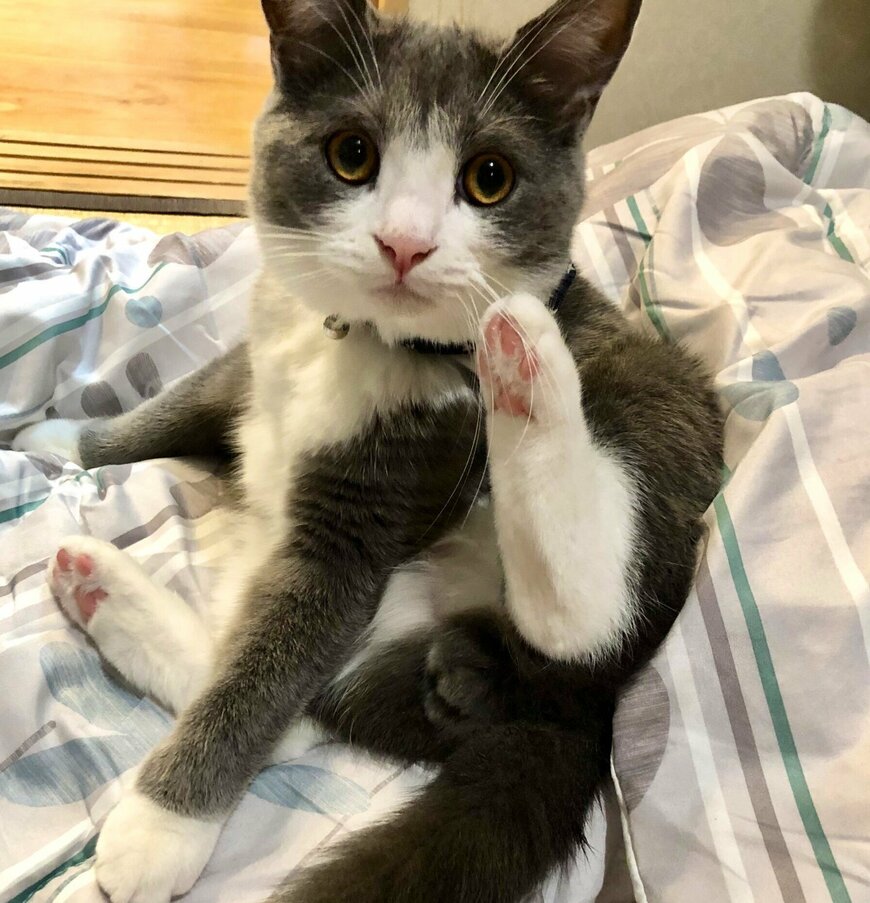 出所：@neko_wagaya