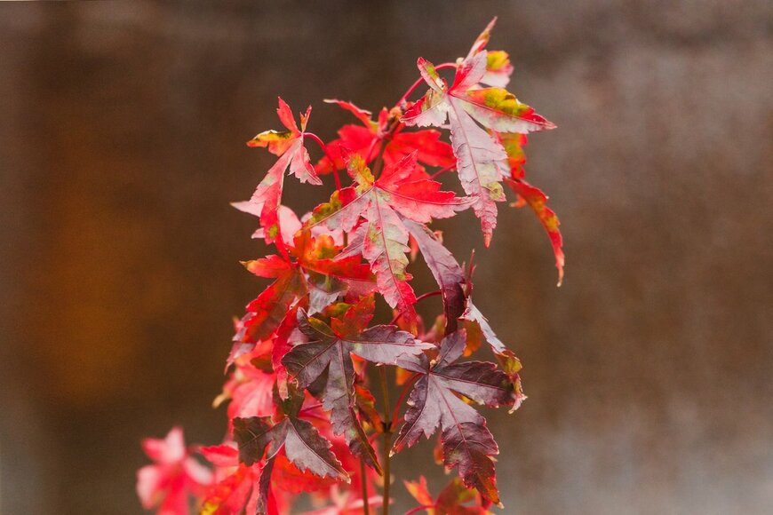 モミジ（faithie/shutterstock.com）