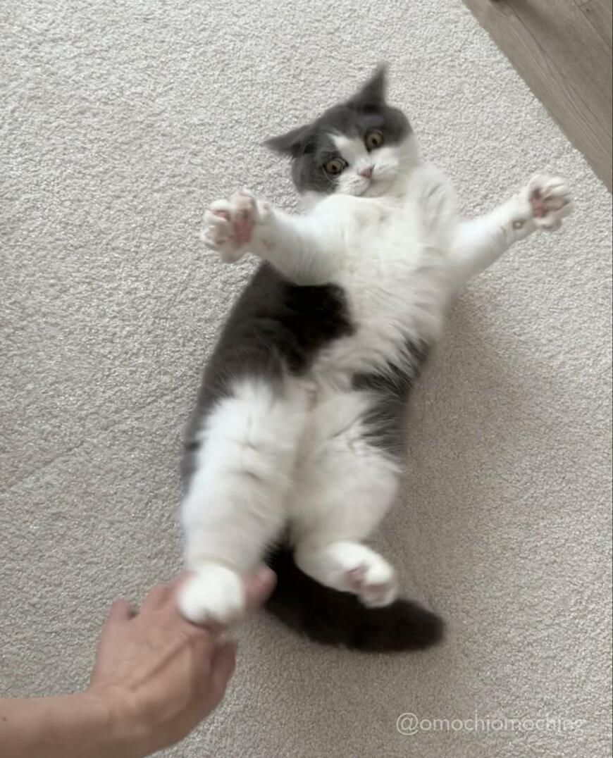 出所：@omochiomoching