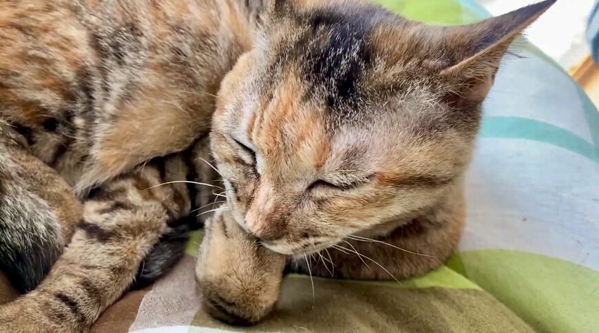 出所：@Adonis_Beginner