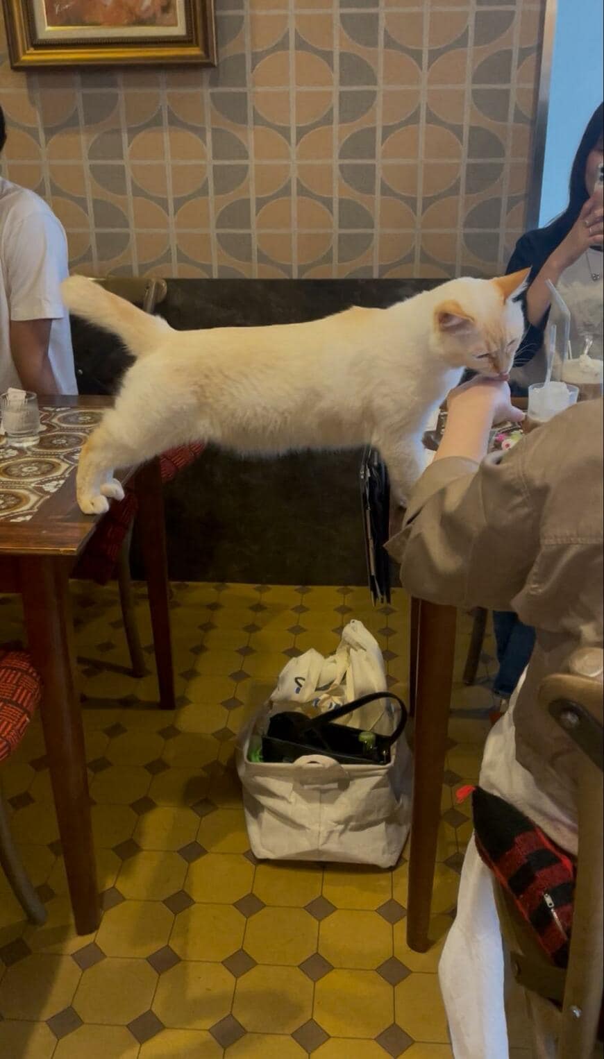 出所：@nekobuneko