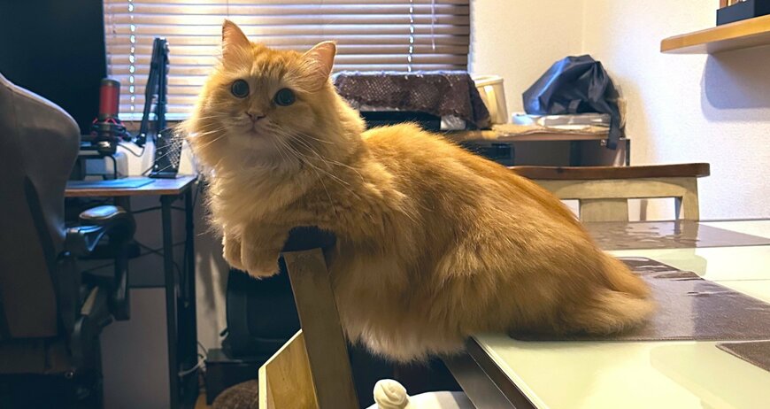 出所：@NEKOLAND13