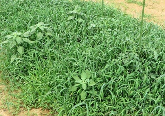 出所：サントリーフラワーズ　タピアン