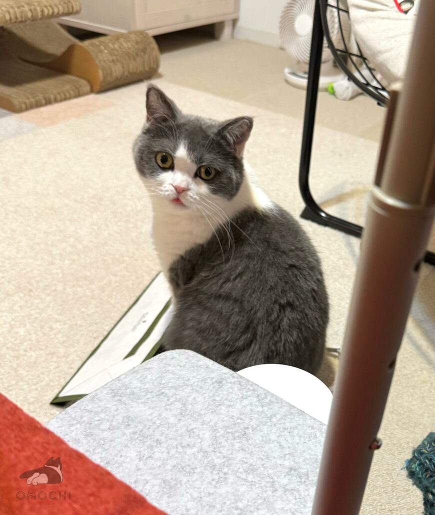 出所：@omochiomoching