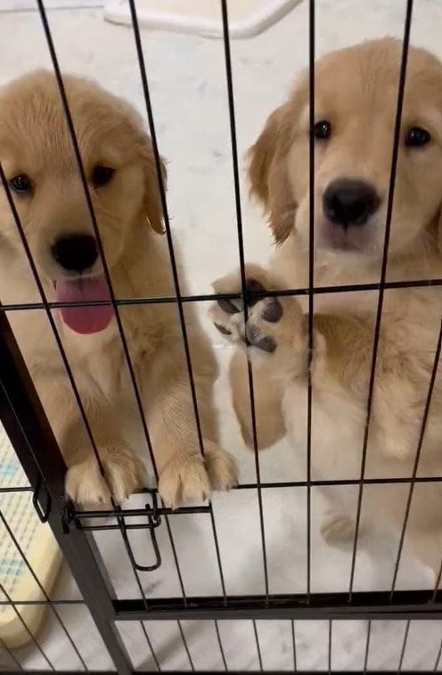 出所：@pu_channeldesu