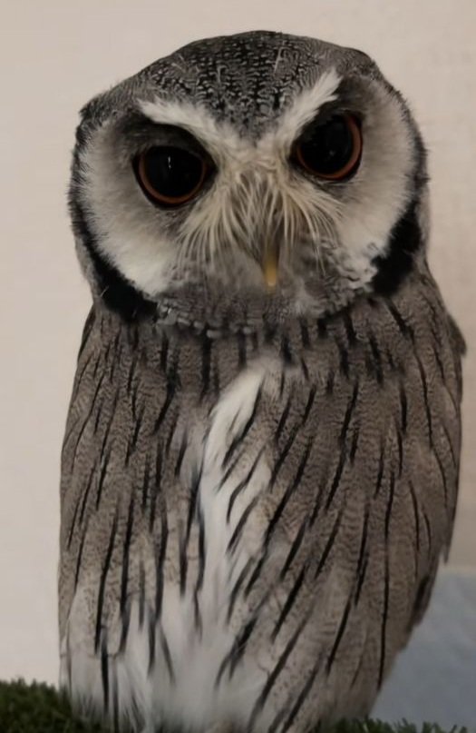 出所：@nononontan2929