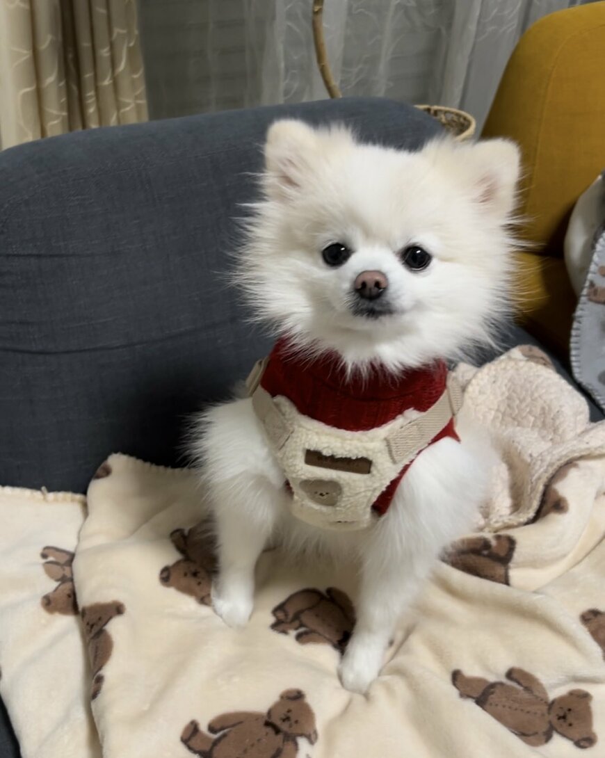 お洋服を脱いだ犬　まさかの「正体」にホッコリしてしまう人が続出