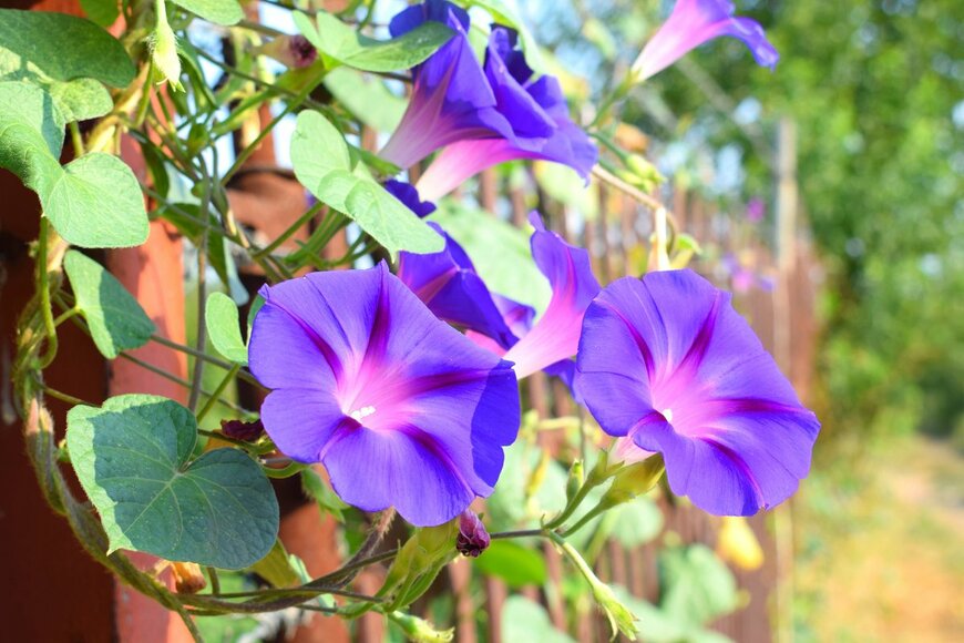 Wakhron/Shutterstock.com