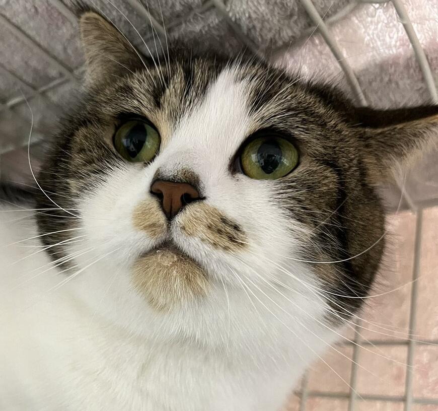 出所：@torotolo106106