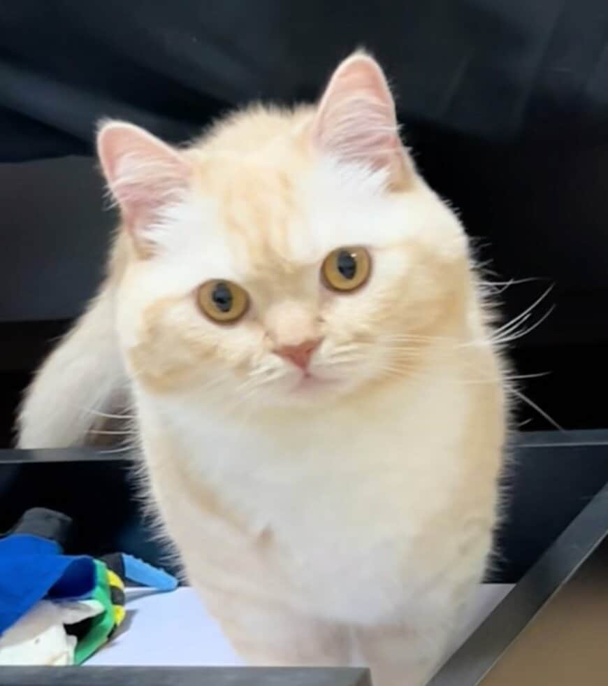 「ビックリしたw」片目に異変が起きた猫をよく見ると→予想外の結果に笑ってしまう