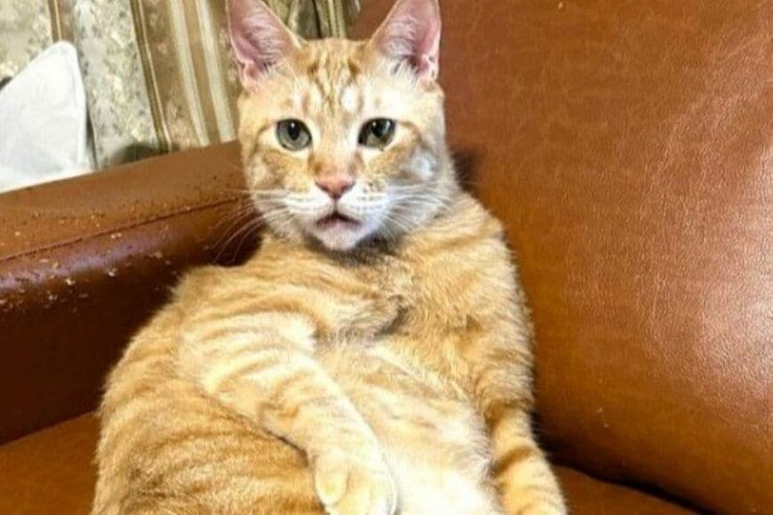 【ギャップ】優雅な貴婦人のような美猫→日向でくつろぐ「おじいちゃんのような姿」に思わず二度見