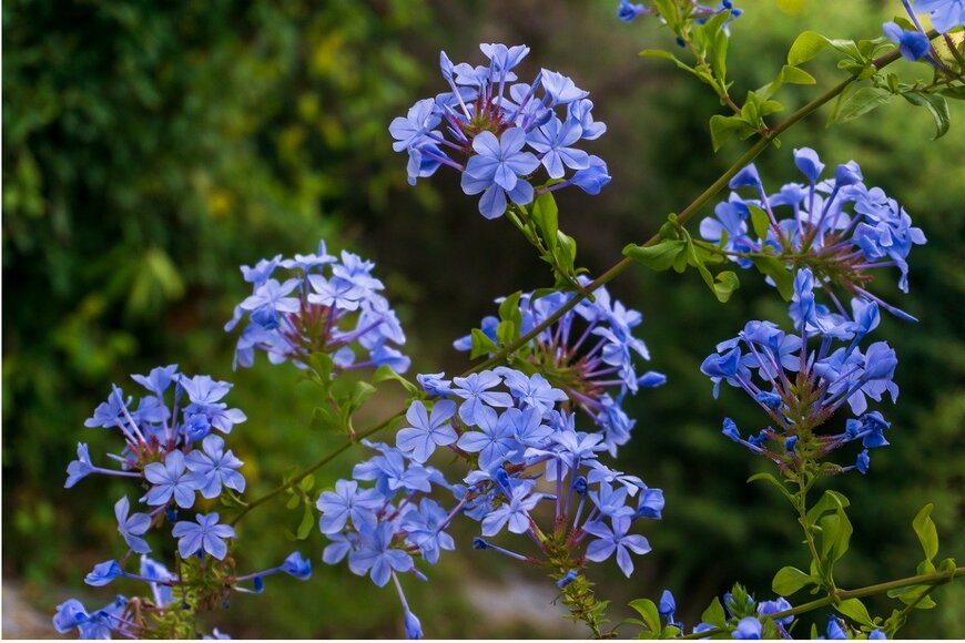 Challlenger/istockphoto.com