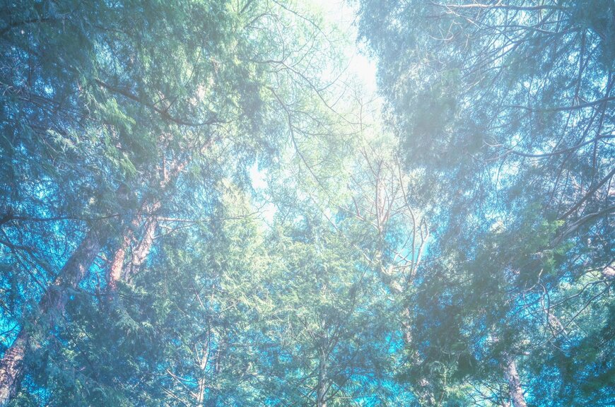 森林浴に出かけたい...！山梨の森林で撮影された写真に反響