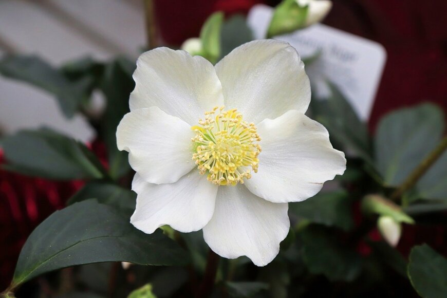 【ガーデニング】冬の庭はホワイトカラーが素敵「澄んだ空気に映える」お洒落な植物10選