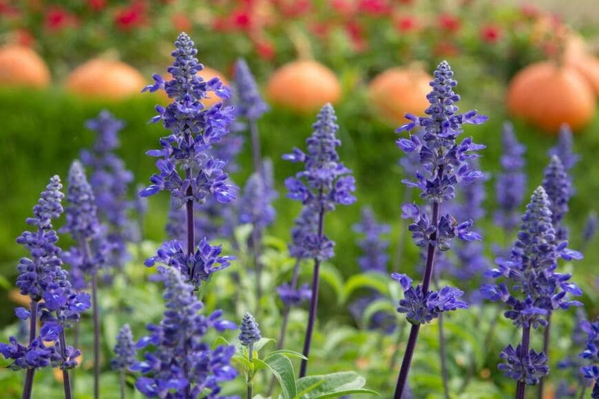 青紫色のブルーサルビアの花