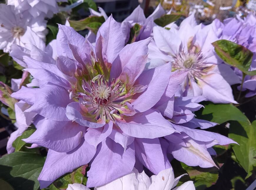 薄紫色のマツリダイコの花