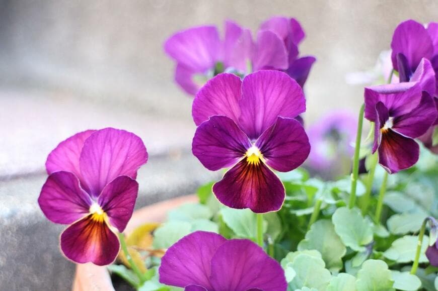 紫色のビオラ・パンジーの花