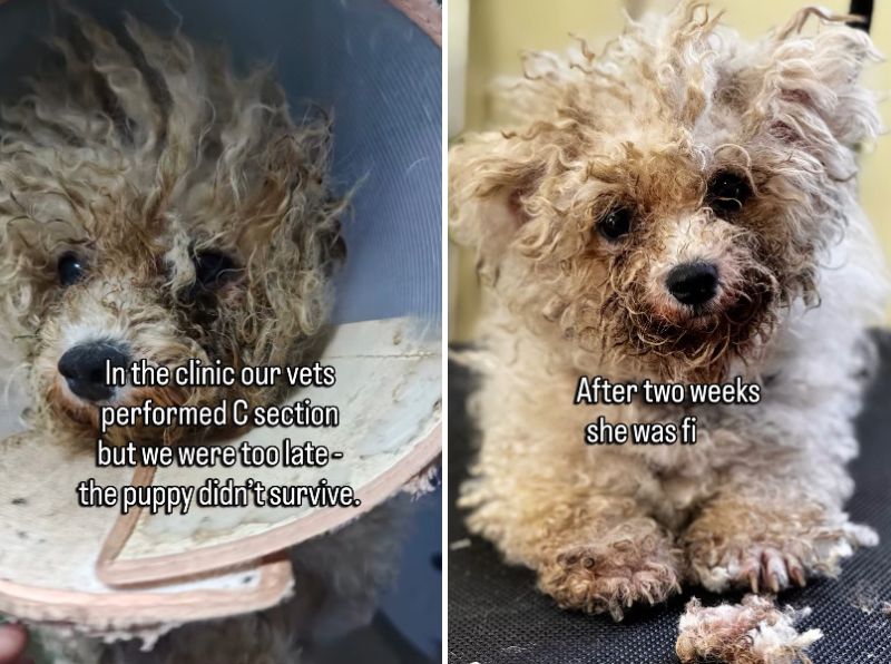 出所：<u><a href="https://www.instagram.com/p/Dc5orH4vkbn/" target="_blank">@savingharbindogs</a></u>